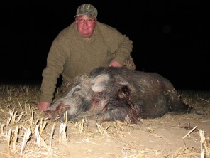Guided Hog Hunting