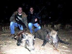 Guided Hog Hunting