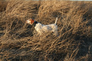 Guided Pheasant Hunting