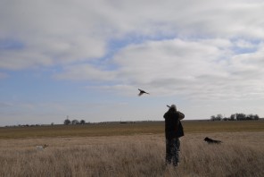 Guided Pheasant Hunting