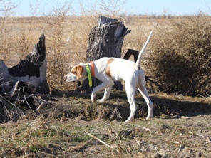 Texas Pheasant Hunts