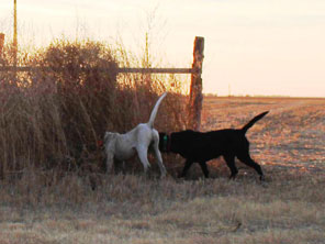 Texas Pheasant Hunts