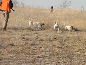 Guided Pheasant Hunting